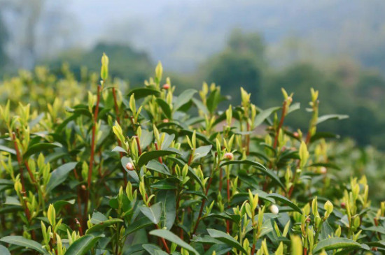 群体种茶树是什么意思