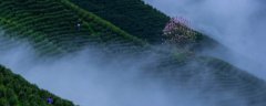 高山云雾茶属于什么茶 高山云雾茶哪里的最好