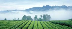蒙顶茶品种 蒙顶山茶的品种及简介